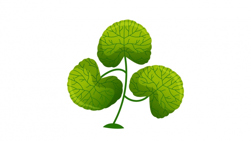 Gotu Kola